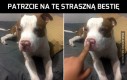 Co za bestia!