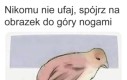 Nie ma za co
