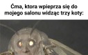 Wypuścić lwy!