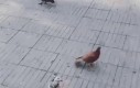 Jak strollować gołębia