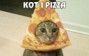 Kot i pizza