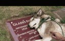 Pies zabrany na grób właściciela