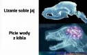 Pieskie życie