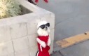 Spoko psiak w centrum uwagi