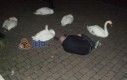 Brzydkie kaczątko