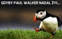 Gdyby Paul Walker nadal żył...