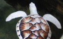 Żółw albinos