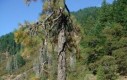 Dziwne oblicze natury - Drzewozaur
