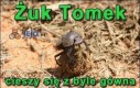 Żuk Tomek