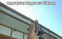 Największy żyjący kot świata