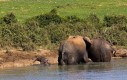Na ratunek małemu słonikowi