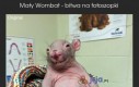 Mały Wombat - Bitwa na fotoszopki