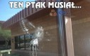 Ten ptak musiał...