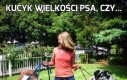 Kucyk wielkości psa, czy...