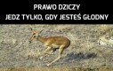 Brutalne prawo dziczy