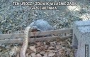 Ten uroczy żółwik właśnie zabił grzechotnika...