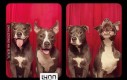 Psy w foto-budkach