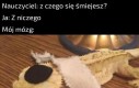 Tak, wiem że na zdjęciu jest gekon nie salamandra