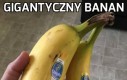 Gigantyczny banan