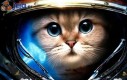 Starcraftowy kotek