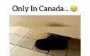 Kanadyjskie toalety