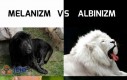 Melanizm vs albinizm