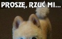 Proszę, rzuć mi...