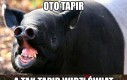 Świat oczami tapira