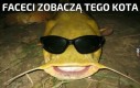 ale śmieszny kot