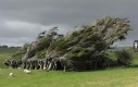 Krzywe drzewa w Nowej Zelandi