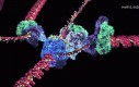 Jak wygląda replikacja DNA