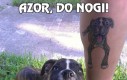 Azor, do nogi!