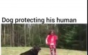 Pies broni człowieka