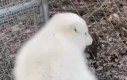 Æə