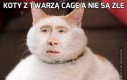 Koty z twarzą Cage'a nie są złe