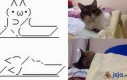 Kot ze znaków i prawdziwy kot