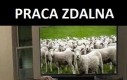 Praca zdalna