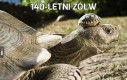 140-letni żółw