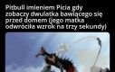 Spokojnie, on nie gryzie, połyka w całości