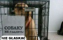 Koty zawsze łamią zasady