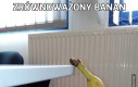Zrównoważony banan