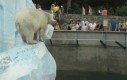 Jak się bawią niedźwiedzie polarne