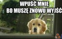 Wpuść mnie!