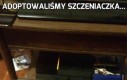 Adoptowaliśmy szczeniaczka...