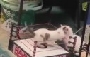 Koci wrestling (brutalne)