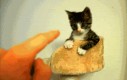 Każdy koteł zna kung fu