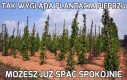 Tak wygląda plantacja pieprzu