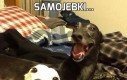 Samojebki...