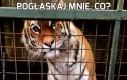 Pogłaskaj mnie, co?