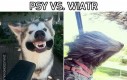 Psy vs. Wiatr